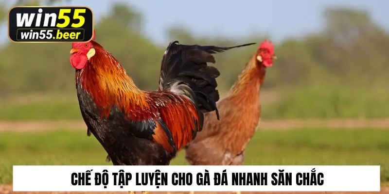 Chế độ tập luyện cho gà đá nhanh săn chắc