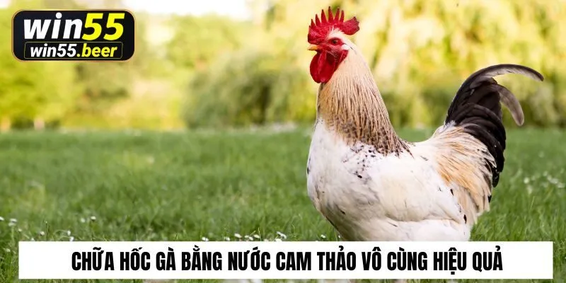 Chữa hốc gà bằng nước cam thảo vô cùng hiệu quả
