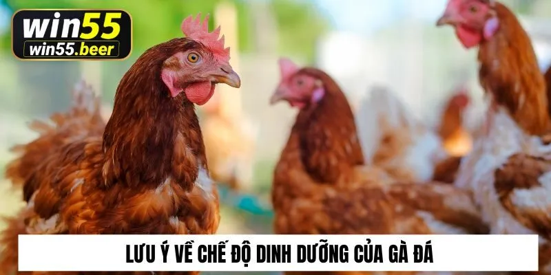 Lưu ý về chế độ dinh dưỡng của gà đá