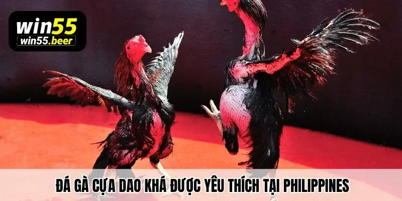Đá gà cựa dao khá được yêu thích tại Philippines