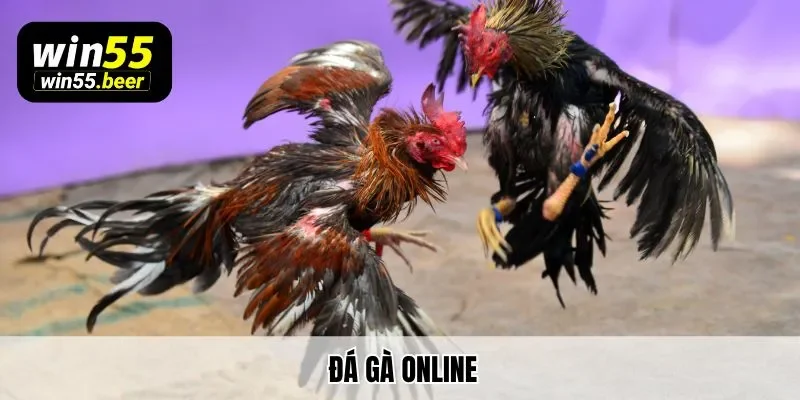 Game Đá Gà Online Win55 Và Những Điều Cần Nắm Cho Bạn