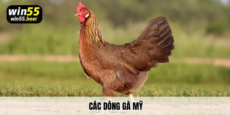 Top Các Dòng Gà Mỹ Được Yêu Thích Nhất Hiện Nay Tại Win55