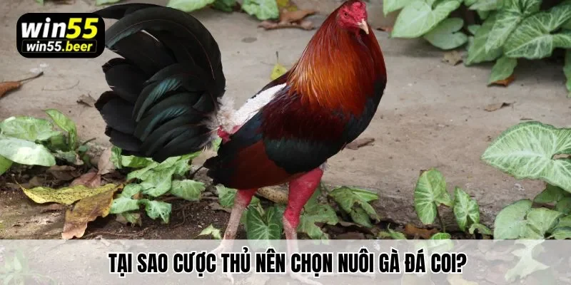 Tại sao cược thủ nên chọn nuôi gà đá coi?