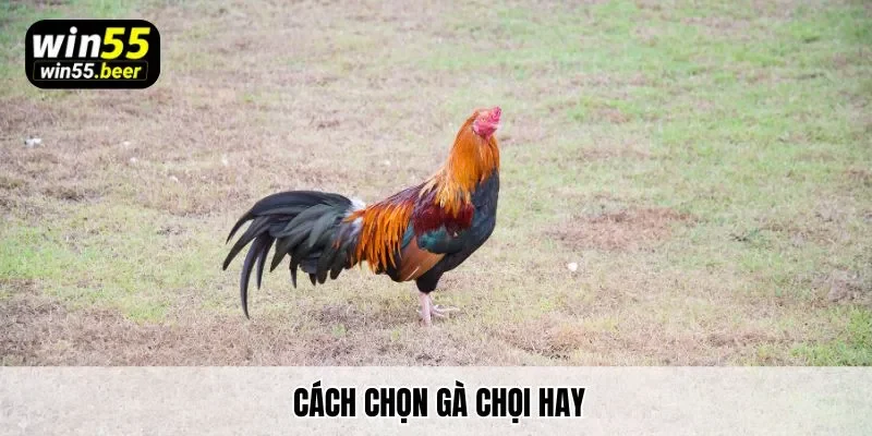 Trăm Trận Trăm Thắng Với Cách Chọn Gà Chọi Hay Cùng Win55